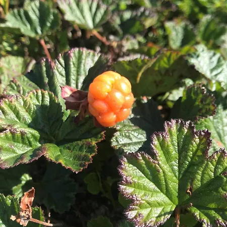 Jakobselvkaia Vadsø